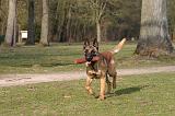 MALINOIS 1133